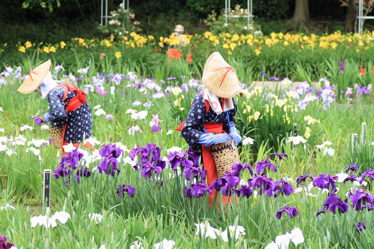 🌸 요코스카 창포원(요코스카 쇼부엔) 이미지 2